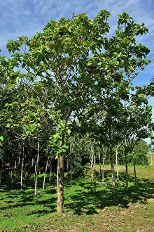 Teak: Teak plantation