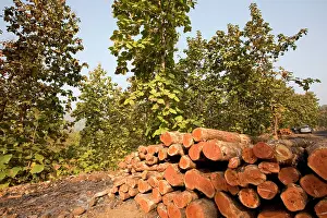 Teak: Teak Trees - logged