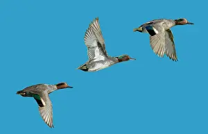Brid: Teal - 3 birds in flight Essex, UK Digital Manipulation