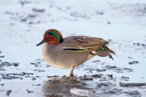 Teals: Teal - drake