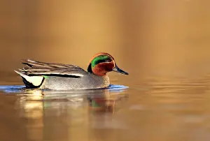 Teals: Teal - drake in early morning light swimming through