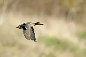 Teals: Teal - drake in flight