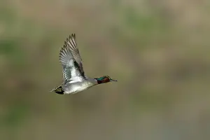 Teals: Teal - drake in flight