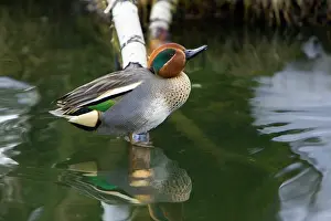 Teals: Teal - drake resting on branch in lake