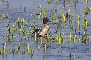Crecca: Teal - drake slipping on ice covered lake; Island