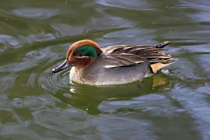 Teals: Teal - drake swimming on lake