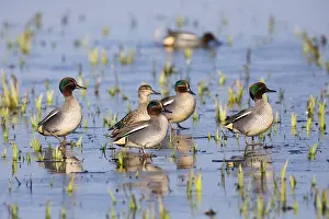 Teals: Teal - five drakes and one duck standing on frozen