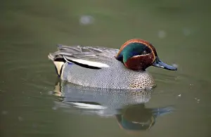 Teals: Teal Duck