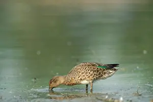 Crecca: Teal Duck - female