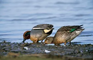 Crecca: Teal Duck - pair feeding