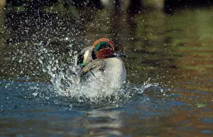 Crecca: Teal Duck - washing
