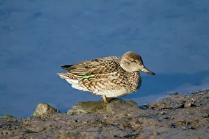 Teals: Teal - female