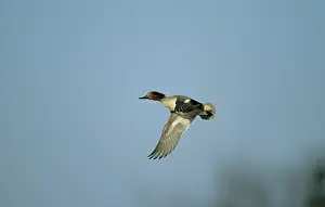 Cracca: Teal - in flight