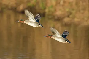 Teals: Teal in flight