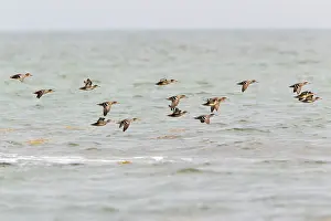Crecca: Teal - flock flying over the sea