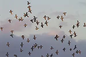 Crecca: Teal - Large flock of teal in flight catching the
