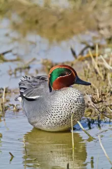 Crecca: Teal - male