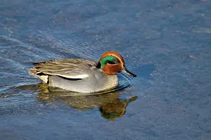 Teals: Teal - male