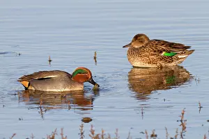 Teals: Teal - male and female - winter