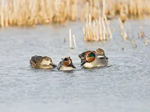 Teals: Teal - male and female in winter