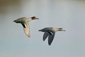 Teals: Teal - pair in flight