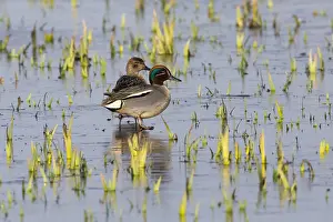 Teal: Teal - pair standing on frozen lake, Island of Texel