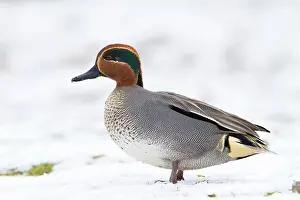 Crecca: Teal - Single adult drake teal resting on snow
