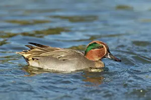 Crecca: Teal - swimming
