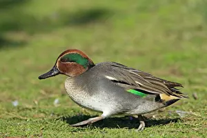 Crecca: Teal - walking over pasture