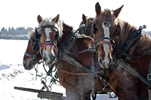 Team: Team of four work horses on Amish farm