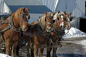 Team: Team of four work horses on Amish farm