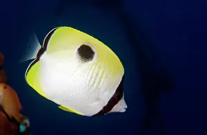 Butterflyfish: Teardrop butterflyfish