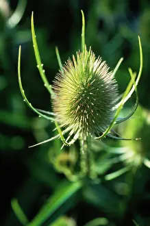 Fullonum: Teasel