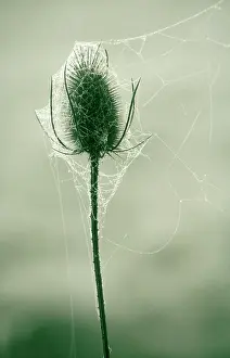 Fullonum: Teasel