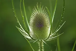 Fullonum: Teasel