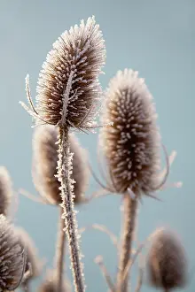 Fullonum: Teasel