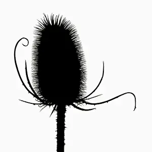 Fullonum: Teasel