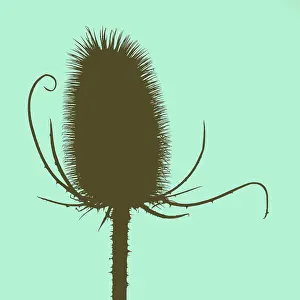 Fullonum: Teasel