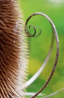 Fullonum: Teasel