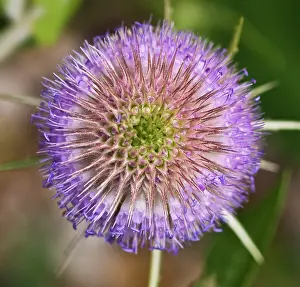 Fullonum: Teasel