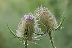 Fullonum: Teasel