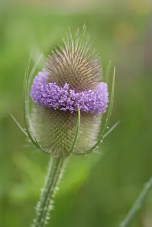 Comedy: Teasel