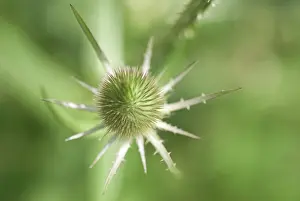 Fullonum: Teasel