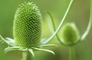 Fullonum: Teasel