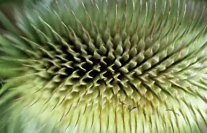 Fullonum: Teasel