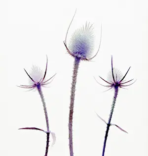 Photographic: Teasel