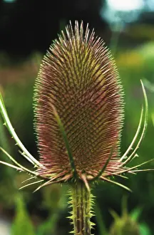 Fullonum: Teasel