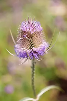 Fullonum: Teasel