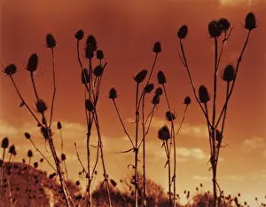 Fullonum: Teasel