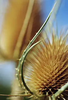 Fullonum: Teasel